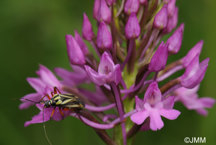 Anacamptis pyramidalis