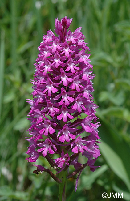 Anacamptis pyramidalis