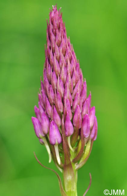 Anacamptis pyramidalis