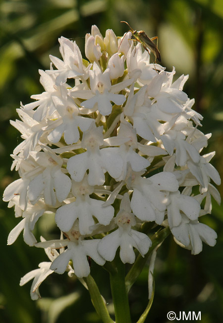 Anacamptis pyramidalis f. alba