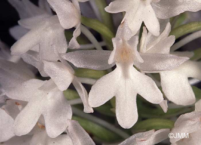 Anacamptis pyramidalis f. alba