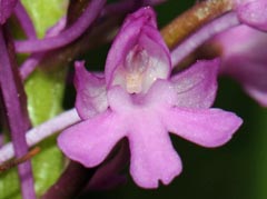 Anacamptis pyramidalis