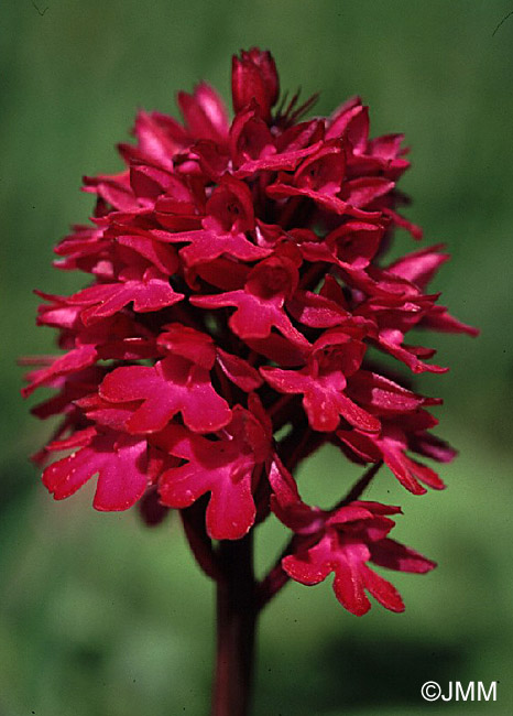 Anacamptis pyramidalis var. tanayensis