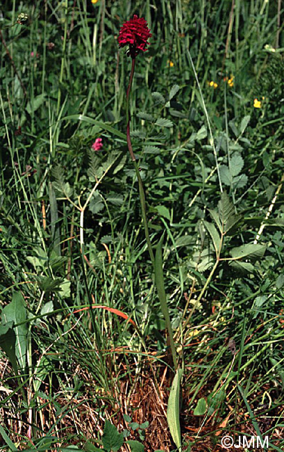 Anacamptis pyramidalis var. tanayensis