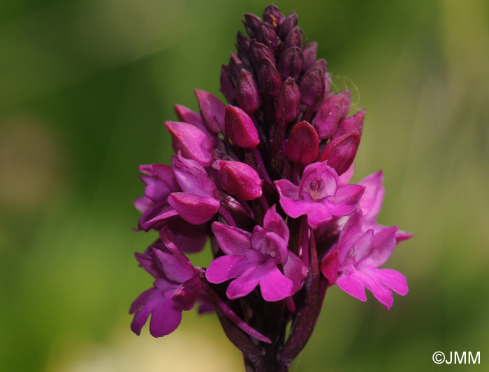 Anacamptis pyramidalis var. tanayensis