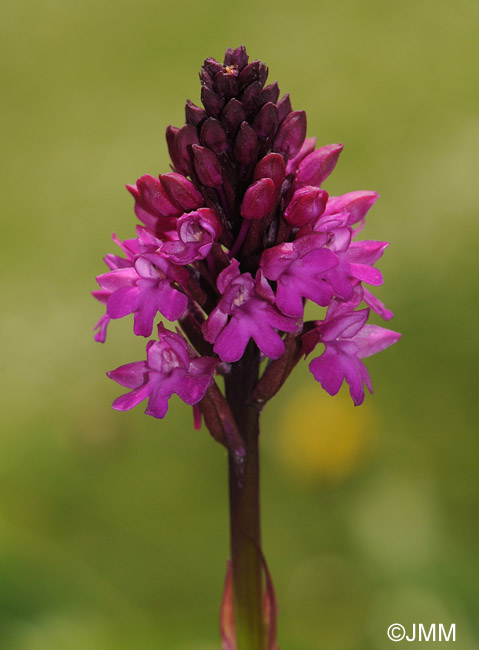 Anacamptis pyramidalis var. tanayensis