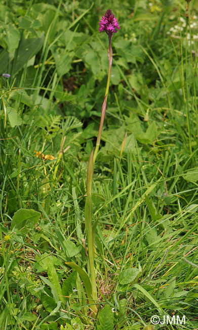 Anacamptis pyramidalis var. tanayensis