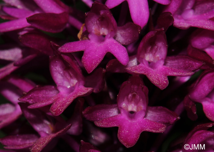 Anacamptis pyramidalis var. tanayensis