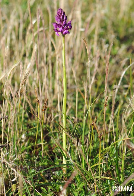 Anacamptis x simorrensis