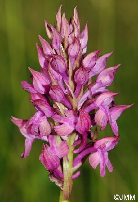 Anacamptis x simorrensis