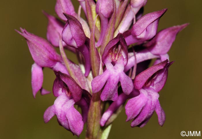 Anacamptis x simorrensis