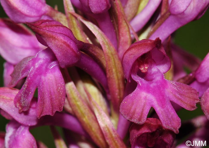 Anacamptis x simorrensis