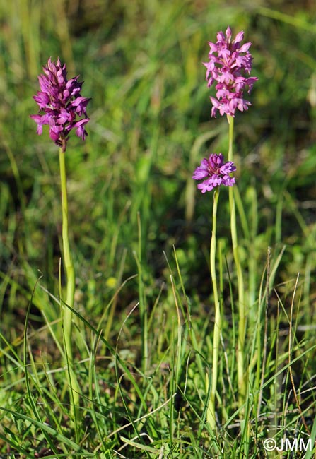 Anacamptis x simorrensis