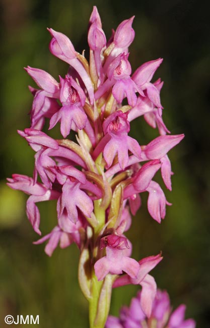 Anacamptis x simorrensis