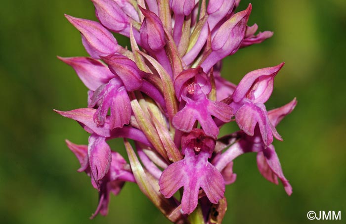 Anacamptis x simorrensis