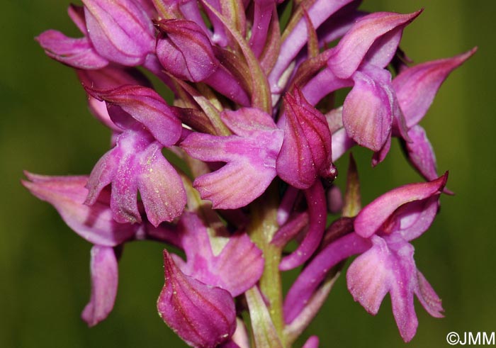 Anacamptis x simorrensis