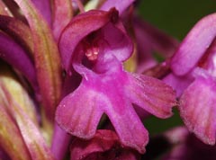 Anacamptis x simorrensis