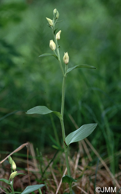 Cephalanthera damasonium