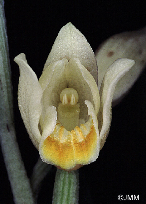 Cephalanthera damasonium