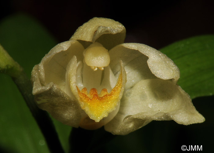 Cephalanthera damasonium