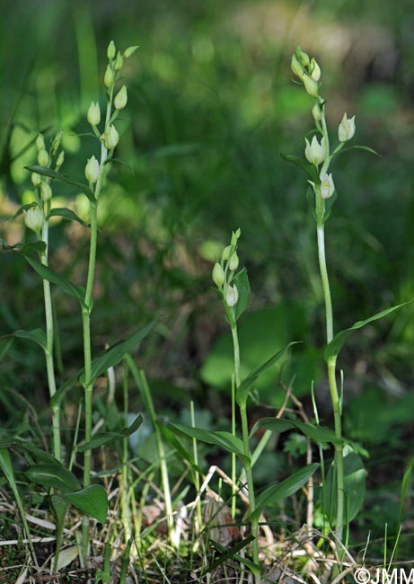 Cephalanthera damasonium