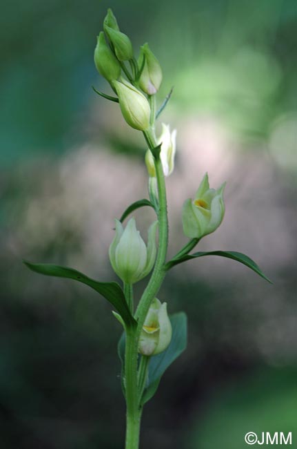 Cephalanthera damasonium