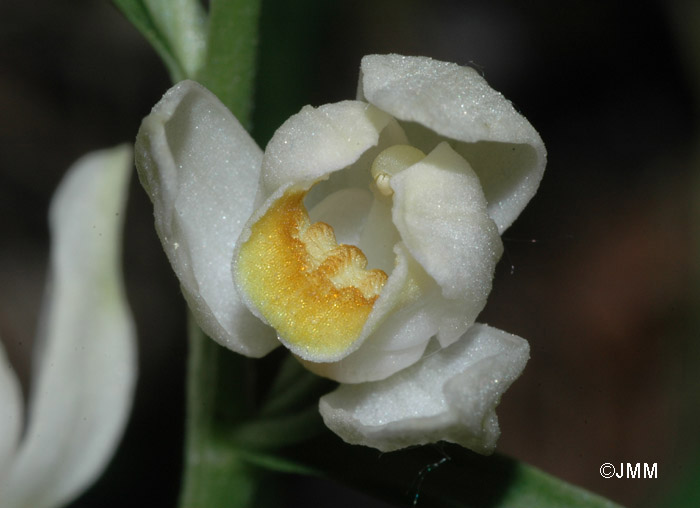 Cephalanthera damasonium