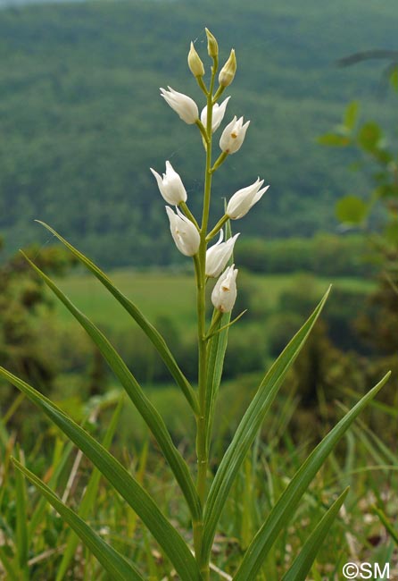 Cephalanthera longifolia