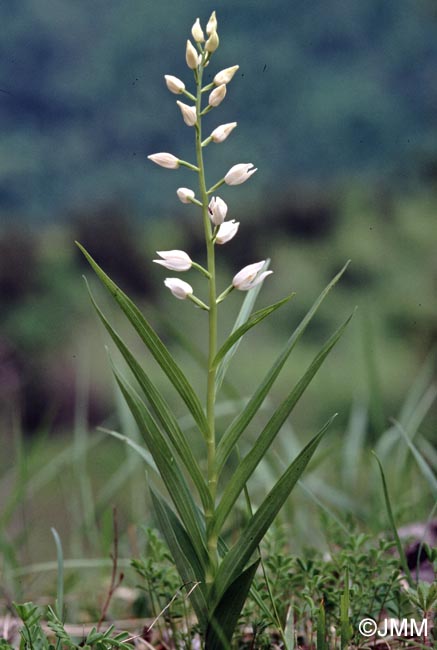 Cephalanthera longifolia