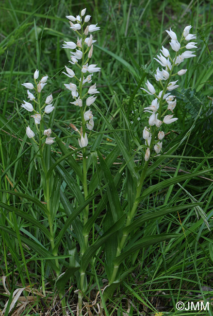 Cephalanthera longifolia