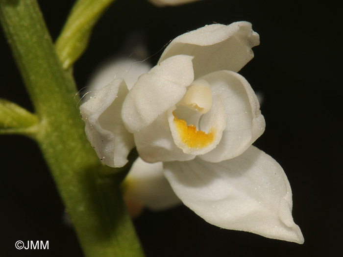 Cephalanthera longifolia