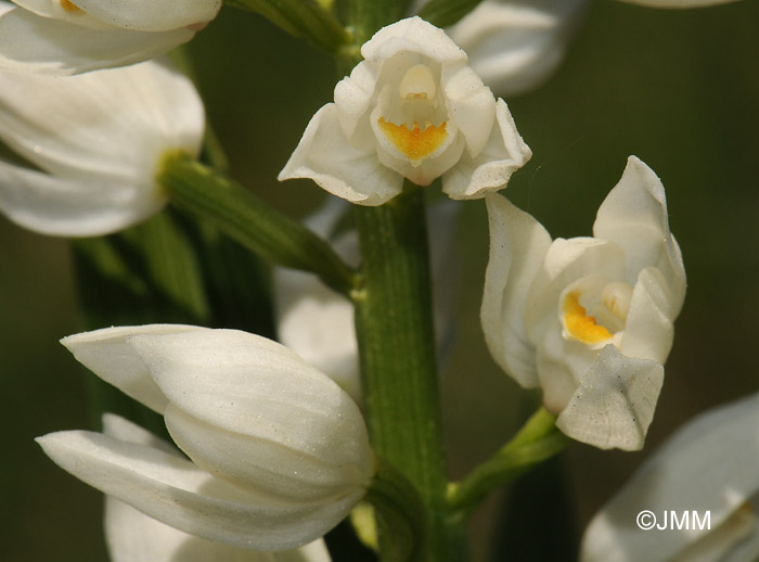 Cephalanthera longifolia