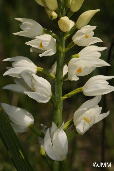 Cephalanthera longifolia