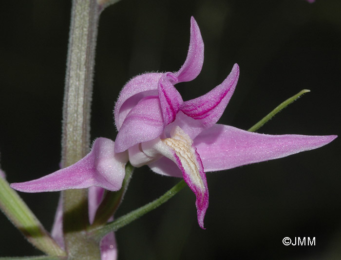 Cephalanthera rubra