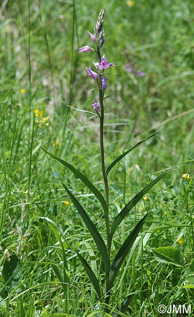 Cephalanthera rubra