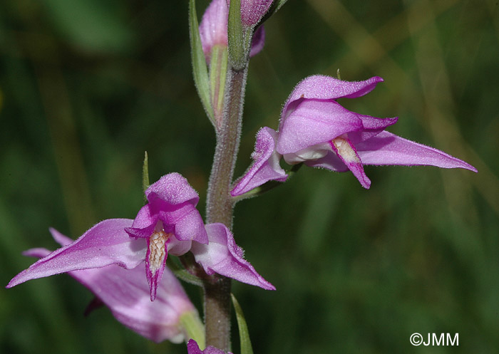 Cephalanthera rubra