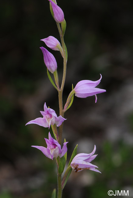 Cephalanthera rubra