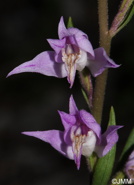 Cephalanthera rubra