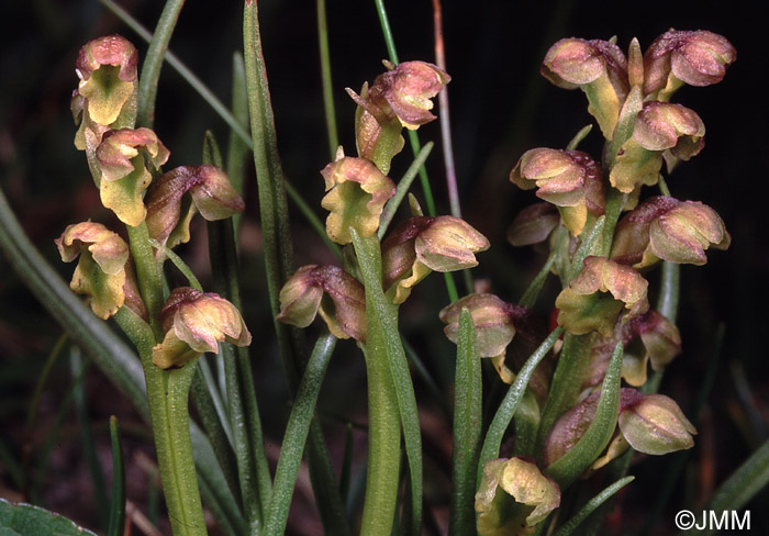 Chamorchis alpina