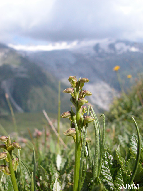 Chamorchis alpina