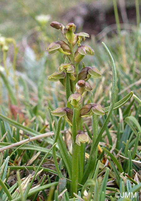 Chamorchis alpina