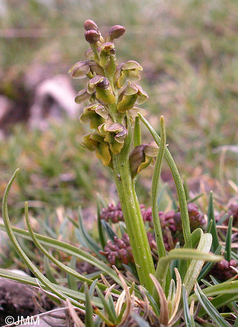 Chamorchis alpina