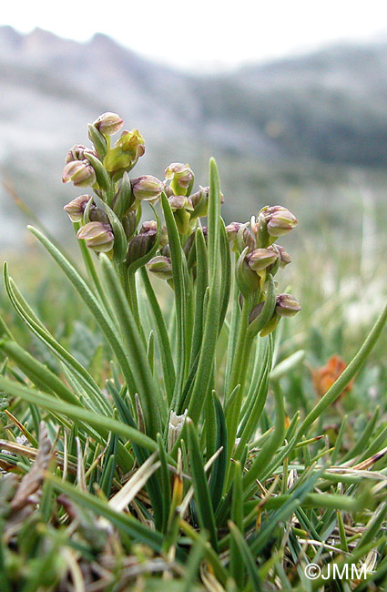 Chamorchis alpina