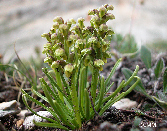 Chamorchis alpina