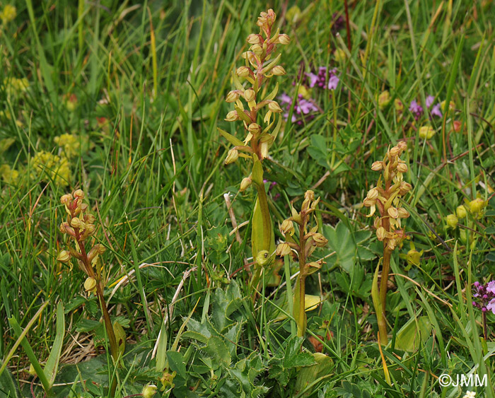 Coeloglossum viride