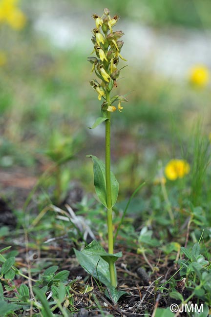 Coeloglossum viride