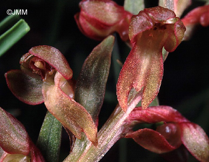 Coeloglossum viride