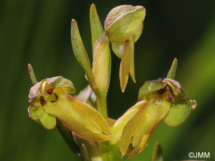 Coeloglossum viride