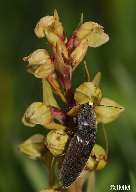 Coeloglossum viride