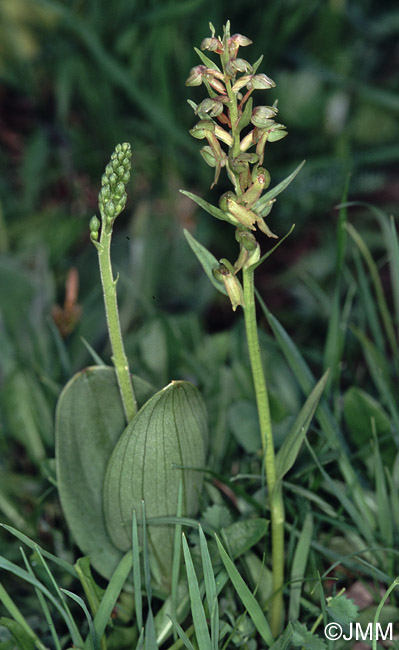 Coeloglossum viride & Listera ovata